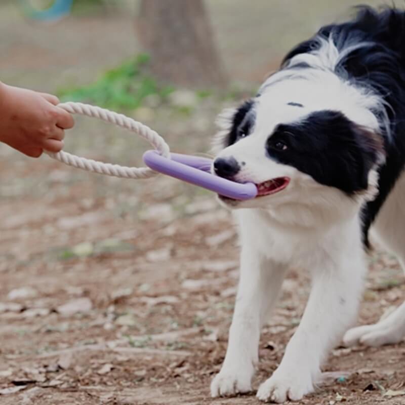 Pet supplies: red interactive dog chew toy designed for dental care