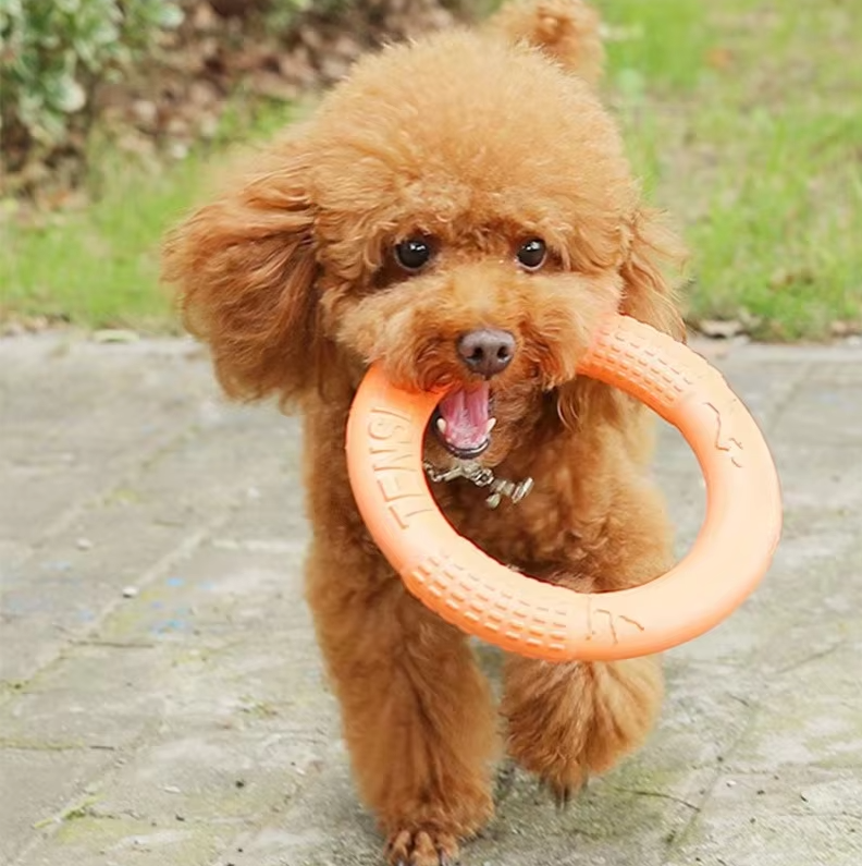 Dog happily playing fetch with a durable orange throwing & teething ring toy outdoors
