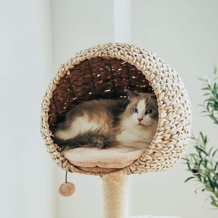 Interactive cat furniture: scratching post with durable sisal and a soft, detachable, washable cushion