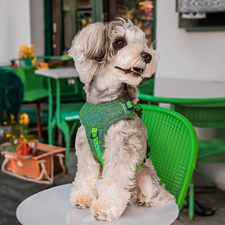 Human hand adjusting the straps of an eco-friendly recycled fabric no-pull dog harness for a perfect fit.