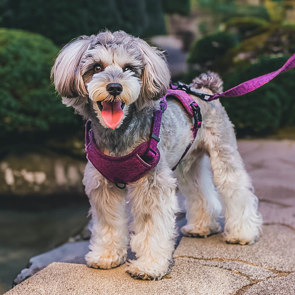 Front view of an eco-friendly recycled fabric no-pull dog harness, showing padded chest plate.