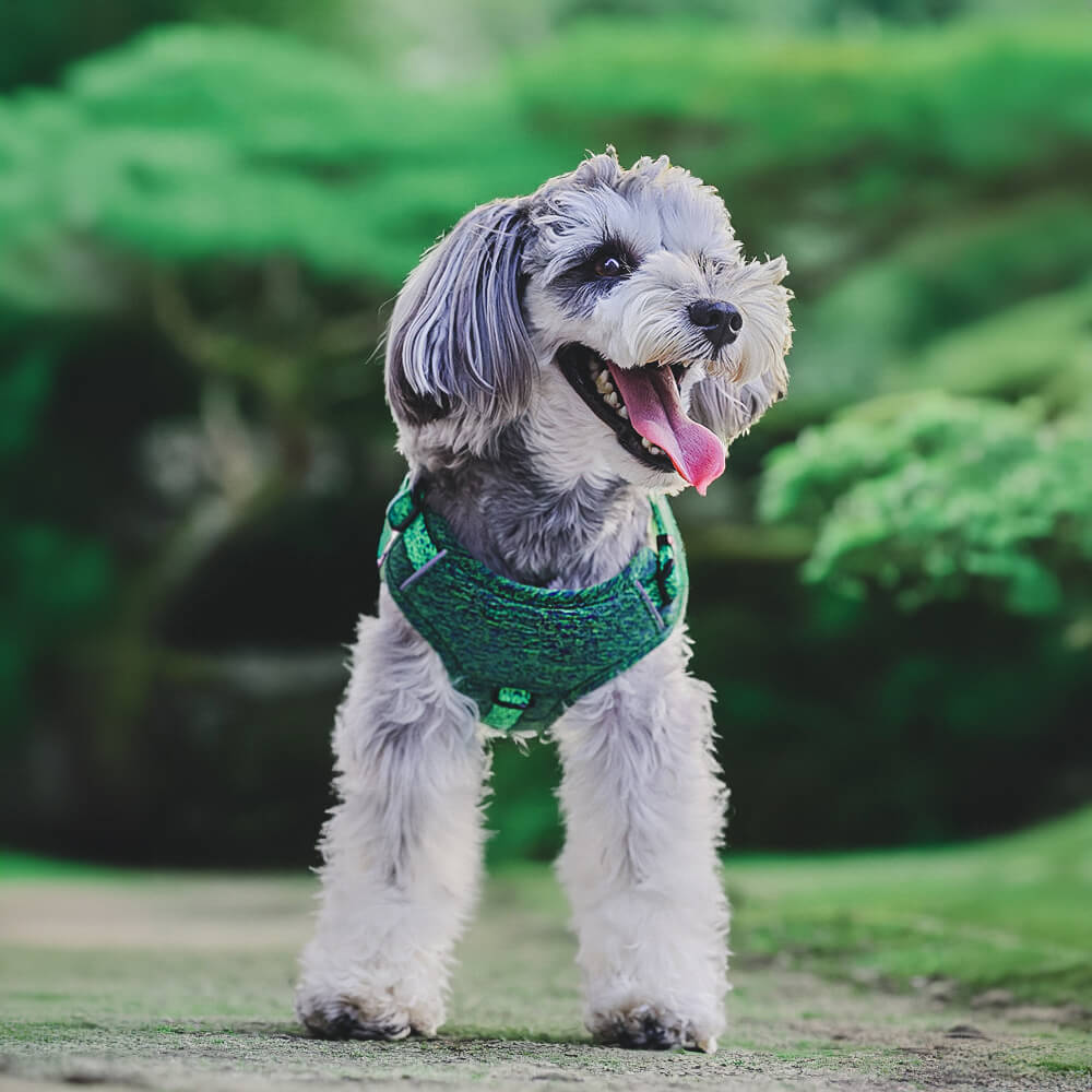 Eco-friendly no-pull dog harness and leash set folded neatly, showcasing the recycled fabric material.