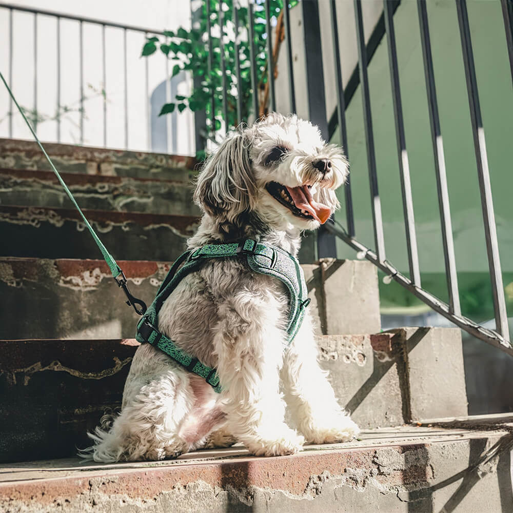 Large dog wearing an eco-friendly recycled fabric no-pull harness and leash, emphasizing durability.