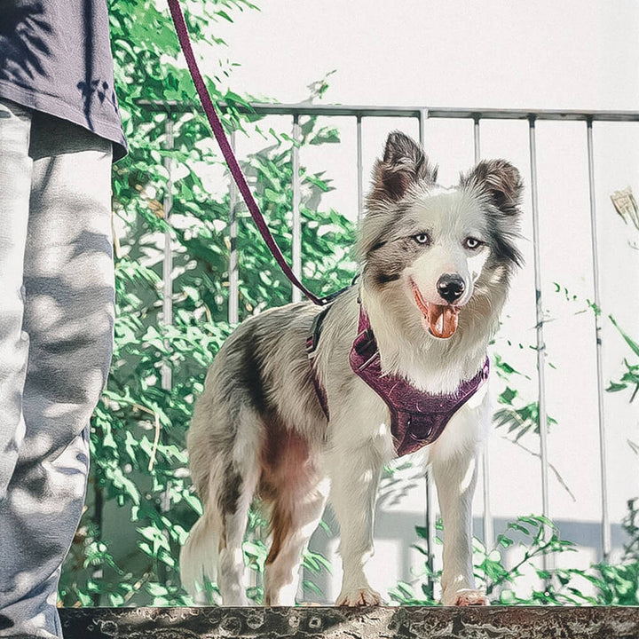 Reflective eco-friendly no-pull dog harness and leash set in a vibrant color, made from recycled fabric.