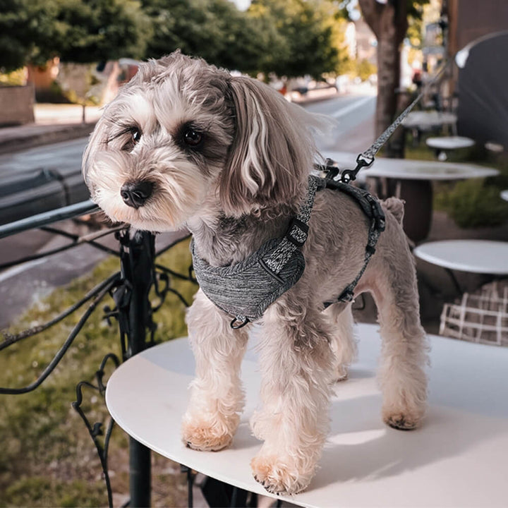 Close-up of the recycled fabric texture on an eco-friendly no-pull dog harness with durable stitching.