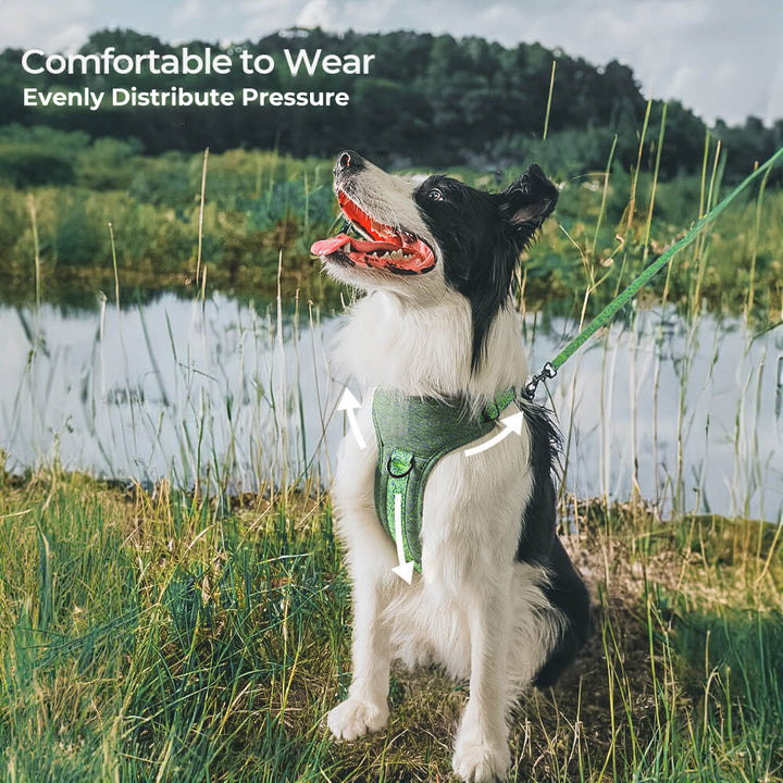 Unboxing an eco-friendly no-pull dog harness and leash made from sustainable recycled fabric.