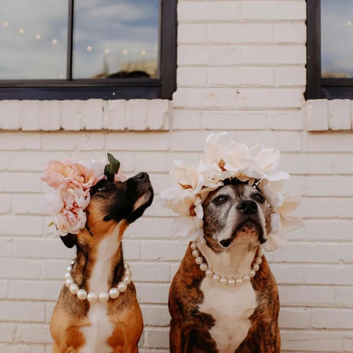 Delicate pearl necklace for small and medium dogs, a charming pet accessory with a classic beaded design