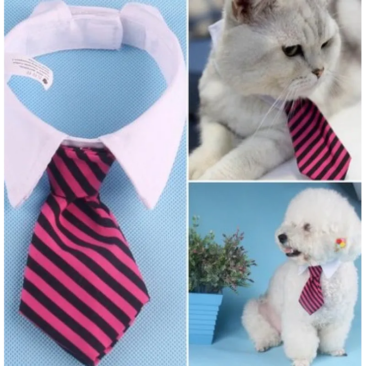 Black velvet bow tie pet collar, sophisticated and comfortable for dog and cat formal wear.
