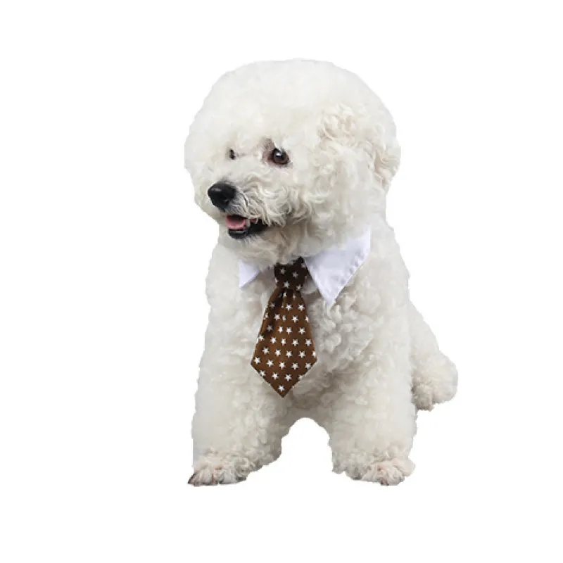 Golden retriever wearing a smart blue bow tie pet collar, a dapper dog accessory.