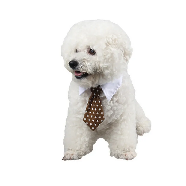 Golden retriever wearing a smart blue bow tie pet collar, a dapper dog accessory.