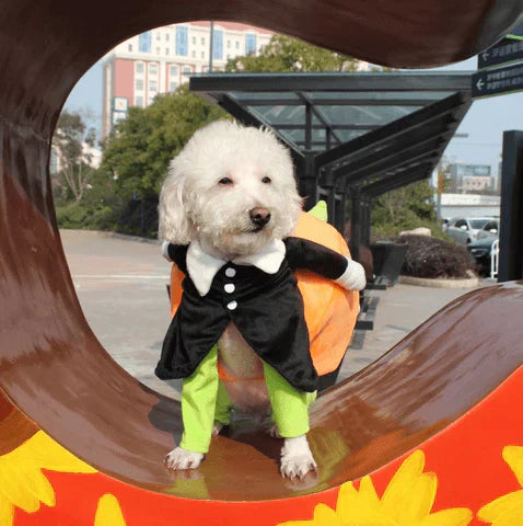 Funny dog in a plush orange pumpkin Halloween costume with green stem on head, pet outfit.