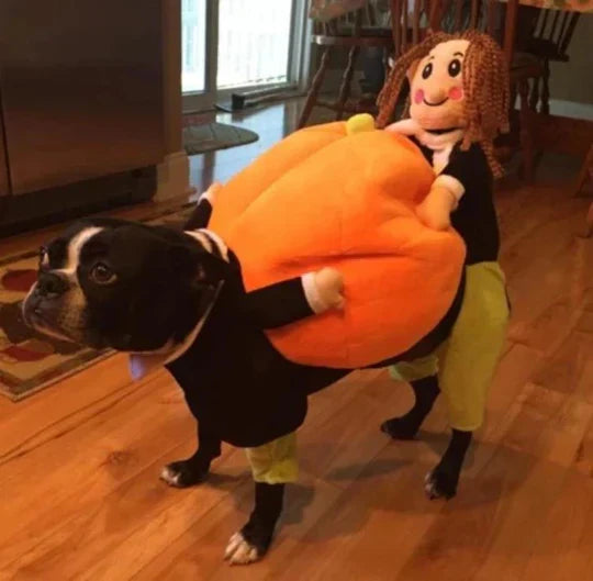 Small dog wearing a cute pumpkin pet outfit, perfect for Halloween, animal apparel for dogs.