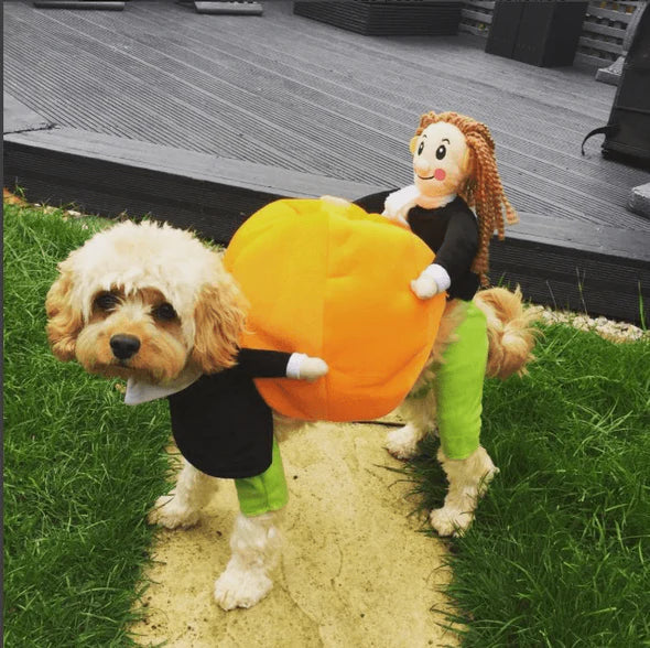 Dog in a humorous pumpkin-shaped Halloween costume, front view, pet accessory for dogs.