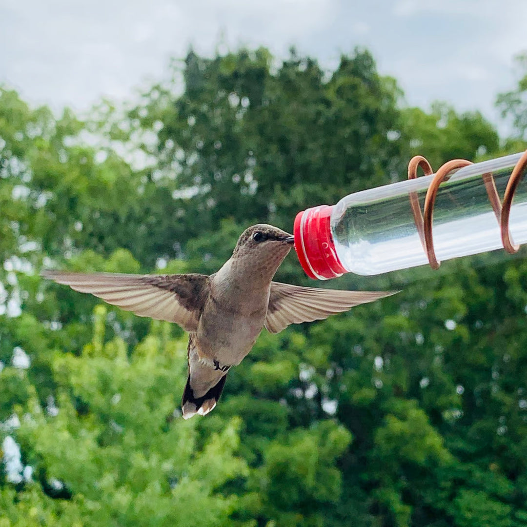 Stylish geometric hummingbird feeder on window, showcasing easy-clean features & modern aesthetic.