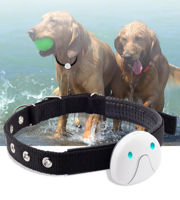 Unisex GPS dog tracker collar on a dog, showing comfortable fit and sleek design