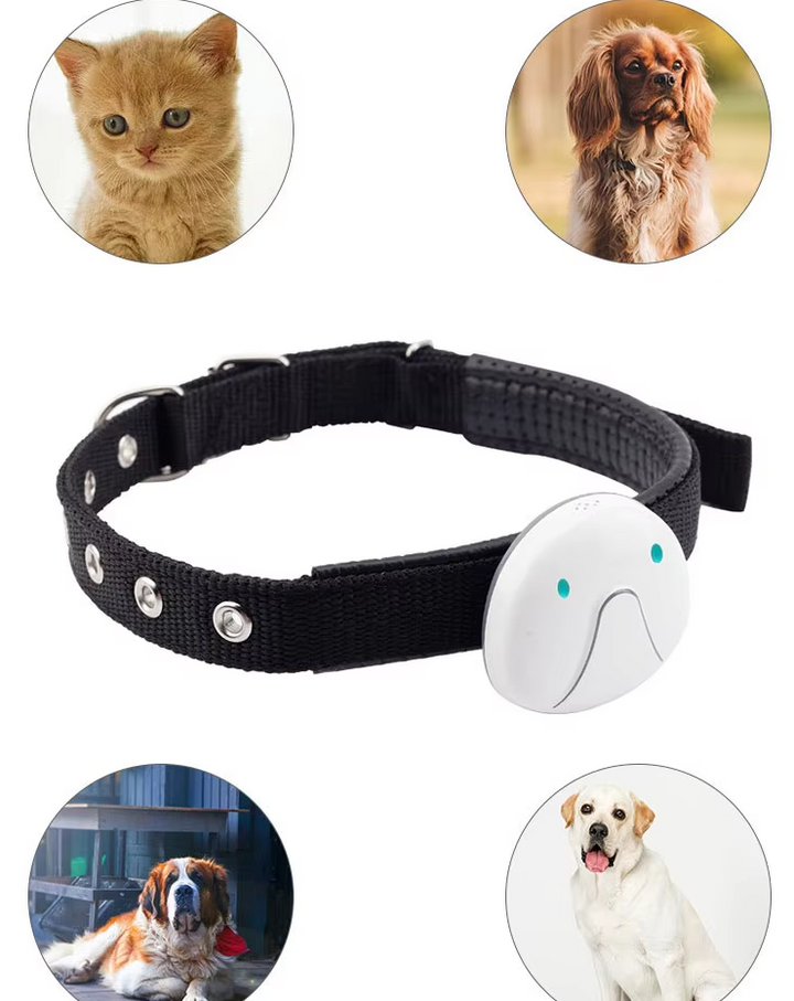Dog wearing a GPS tracker collar running in a park, demonstrating outdoor use