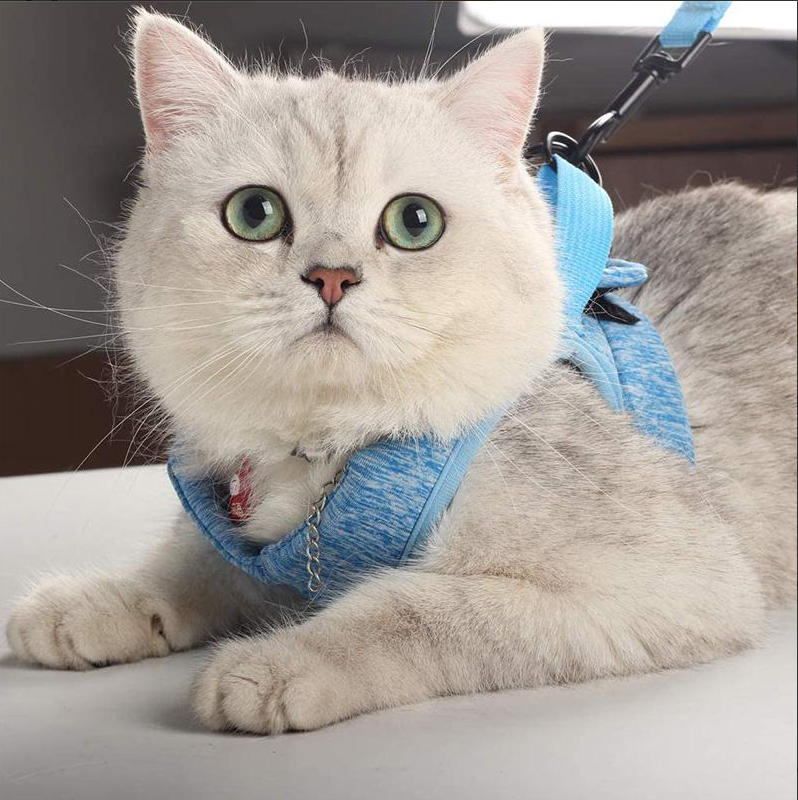 Rear view of an orange adjustable cat harness, showing the secure leash attachment point.