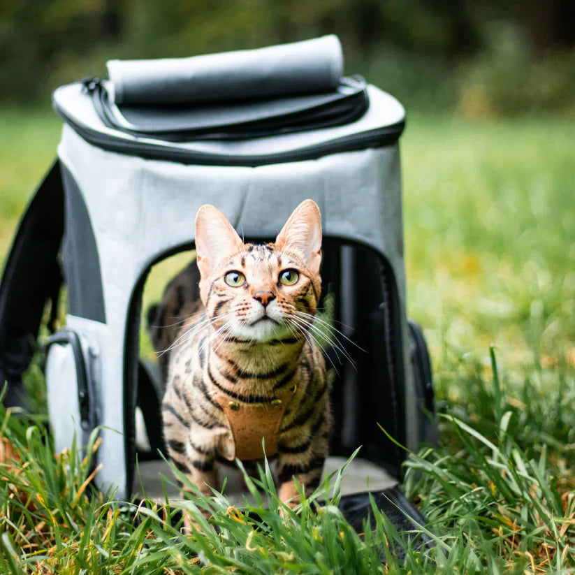 Outdoor pet gear: durable cat backpack carrier with panoramic viewing window for safe pet travel.
