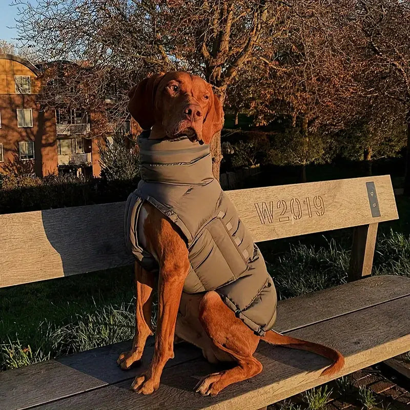 Dog wearing a grey water-resistant winter vest, protecting from cold during walk