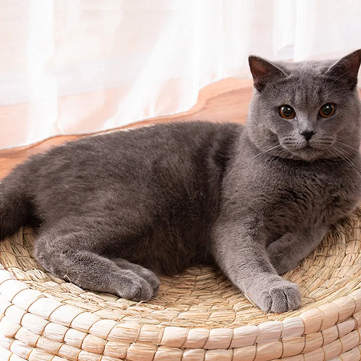 Round natural fiber cat bed, a rustic and functional piece of pet furniture for feline friends.