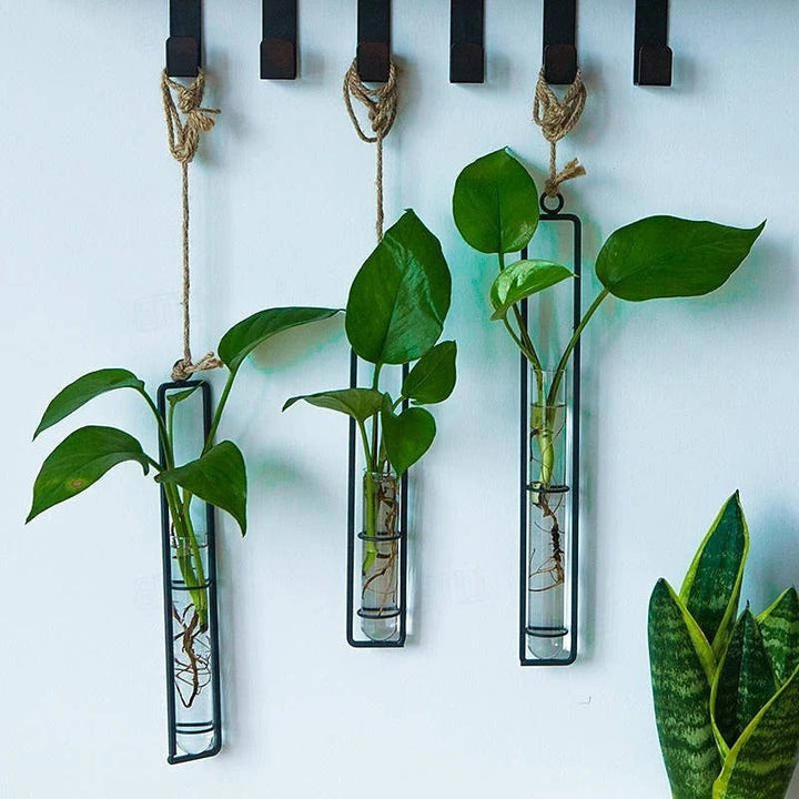 Hanging glass tube wall planter set for indoor plant cuttings & propagation station.