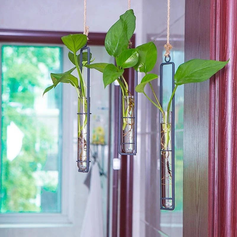 Modern minimalist glass wall planter for plant propagation, perfect indoor garden decor.