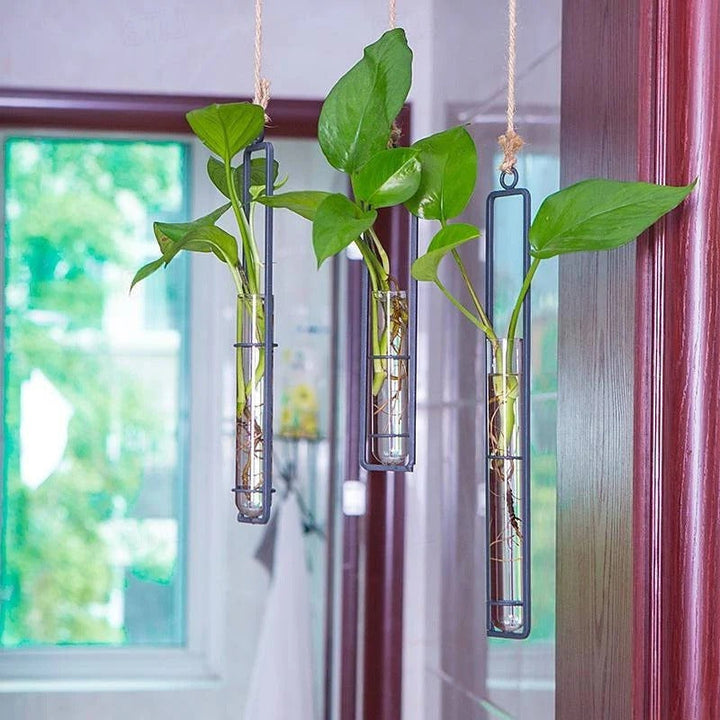 Modern minimalist glass wall planter for plant propagation, perfect indoor garden decor.