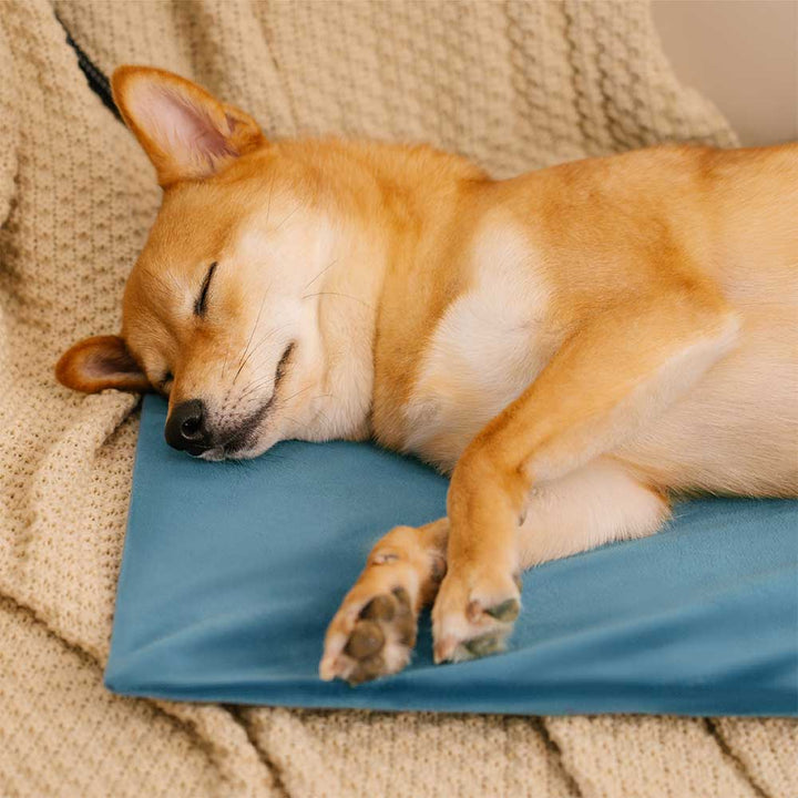 A heated animal warmer with a safety thermostat, providing controlled and constant warmth for pets.