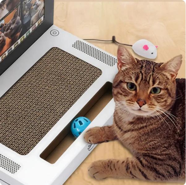 Close-up of a cat scratching the keypad area of a funny laptop cat scratcher toy, pet accessory.
