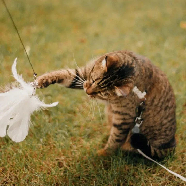 Feline enrichment bird teaser with changeable feathers, keeping cats entertained.