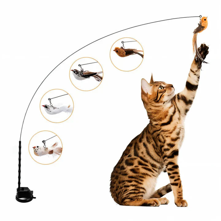 Pet supplies: Bird cat teaser toy set, 3 feathers, suction base for endless play.