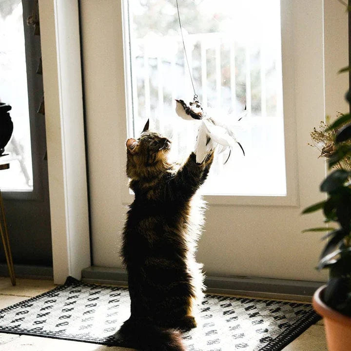 Cat teaser set: Interactive bird toy, feather refills, and wand for pet play.