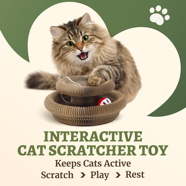 Cat playing with an accordion scratcher toy and chasing the rolling ball