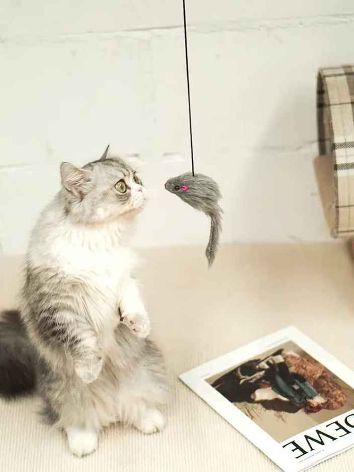 Cat exercise toy: door hanging device with a bouncing mouse encourages natural hunting instincts in pets.