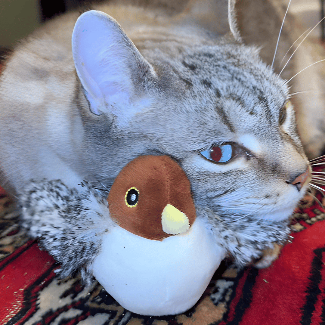 Collection of durable chirping bird pet supplies with silvervine for active cats