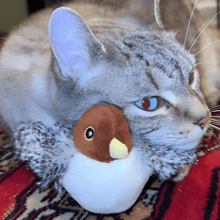 Collection of durable chirping bird pet supplies with silvervine for active cats