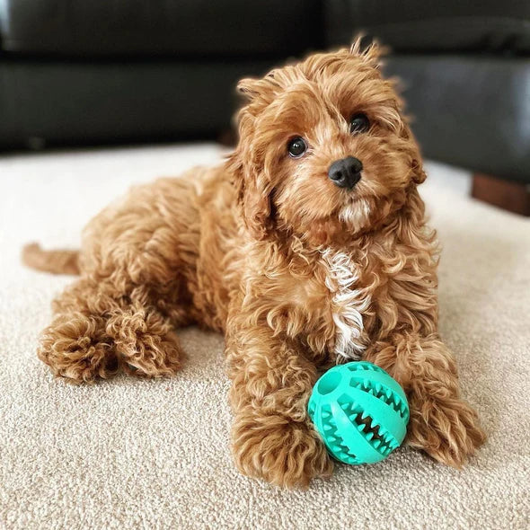 Tough interactive dog toy, aggressive chewer treat ball for oral care