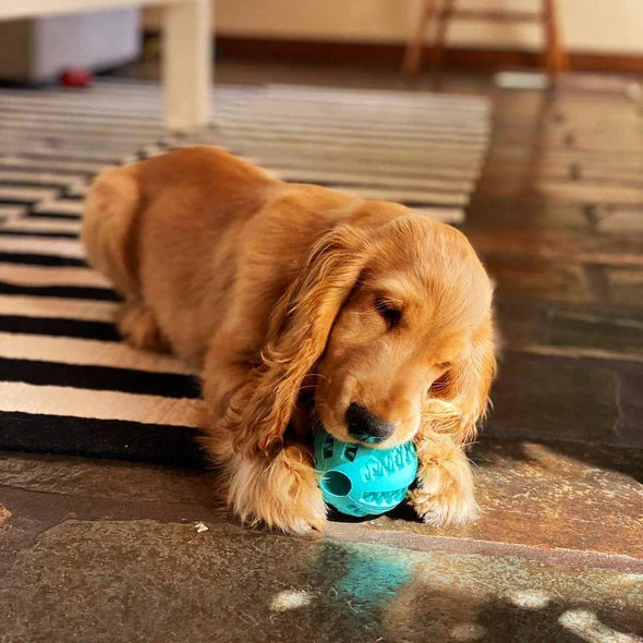 Blue rubber chew toy for dogs, dental health and treat dispenser for playtime