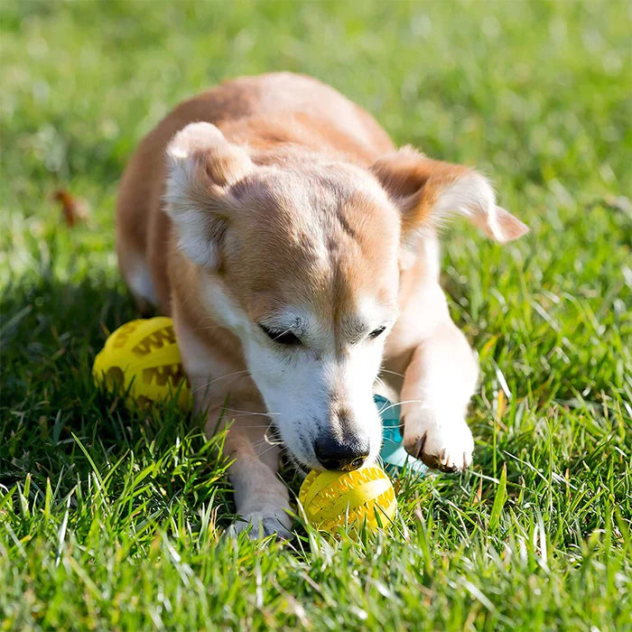 Pet supplies: interactive dog treat ball, great for dental health and mental stimulation.