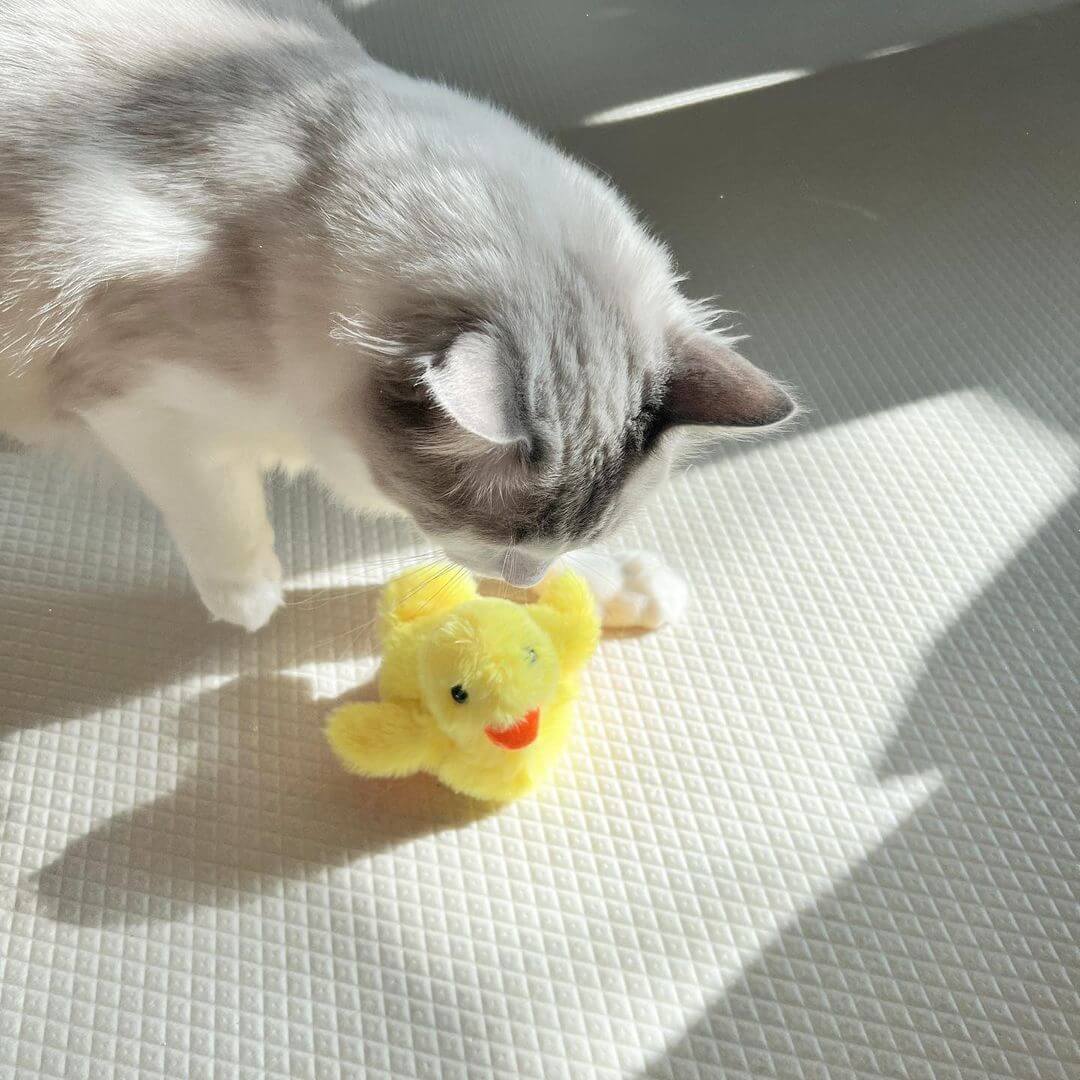 Cat playing with Interactive Flapping Duck Cat Toy, a fun pet supply item