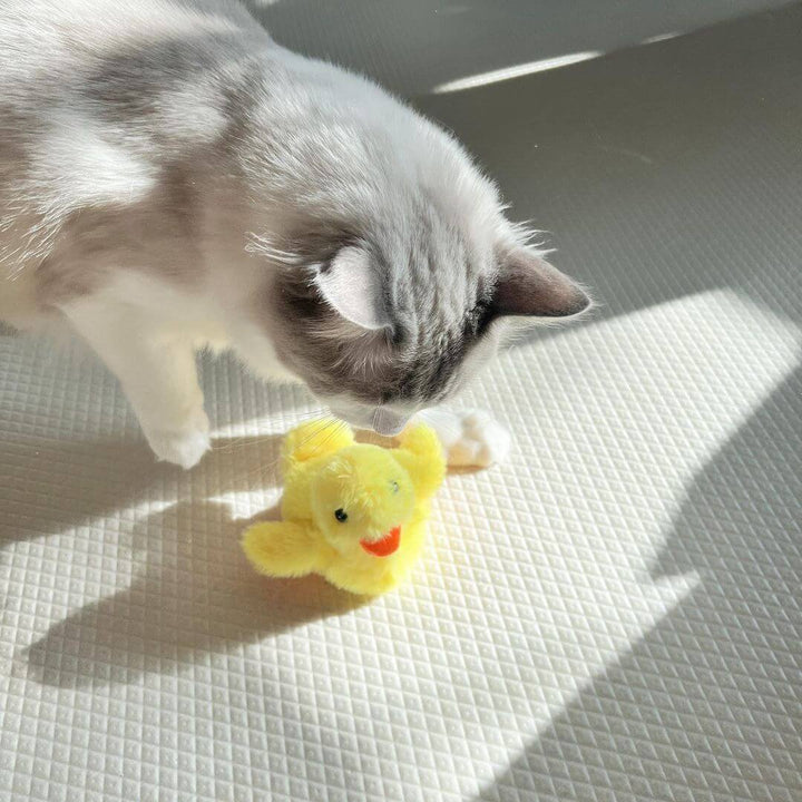 Cat playing with Interactive Flapping Duck Cat Toy, a fun pet supply item