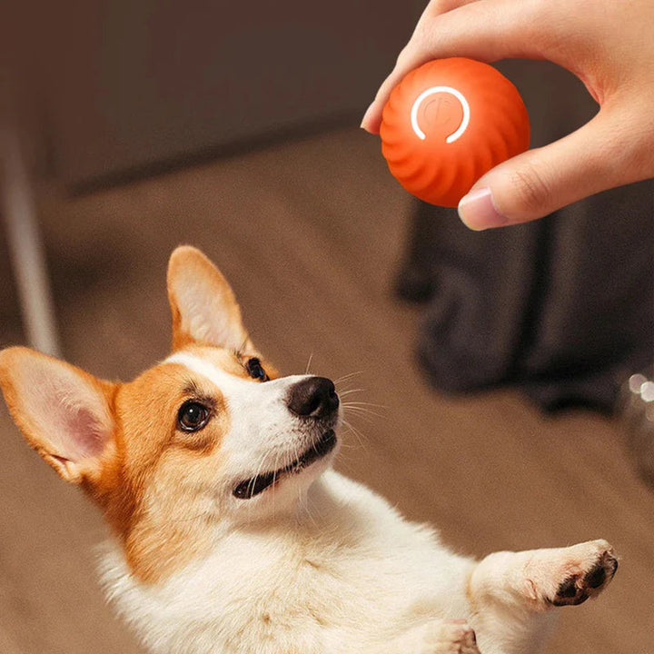Rechargeable LED pet ball, durable dog toy providing engaging cat entertainment and pet exercise.
