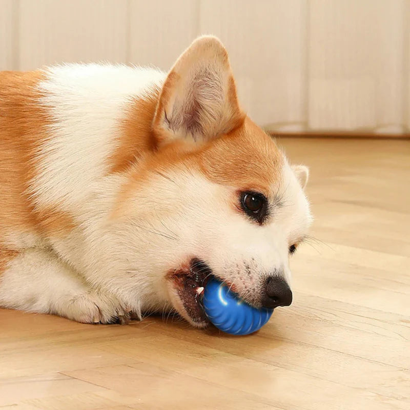 Pet playing with an interactive LED ball, demonstrating automatic dog toy for exercise and fun.