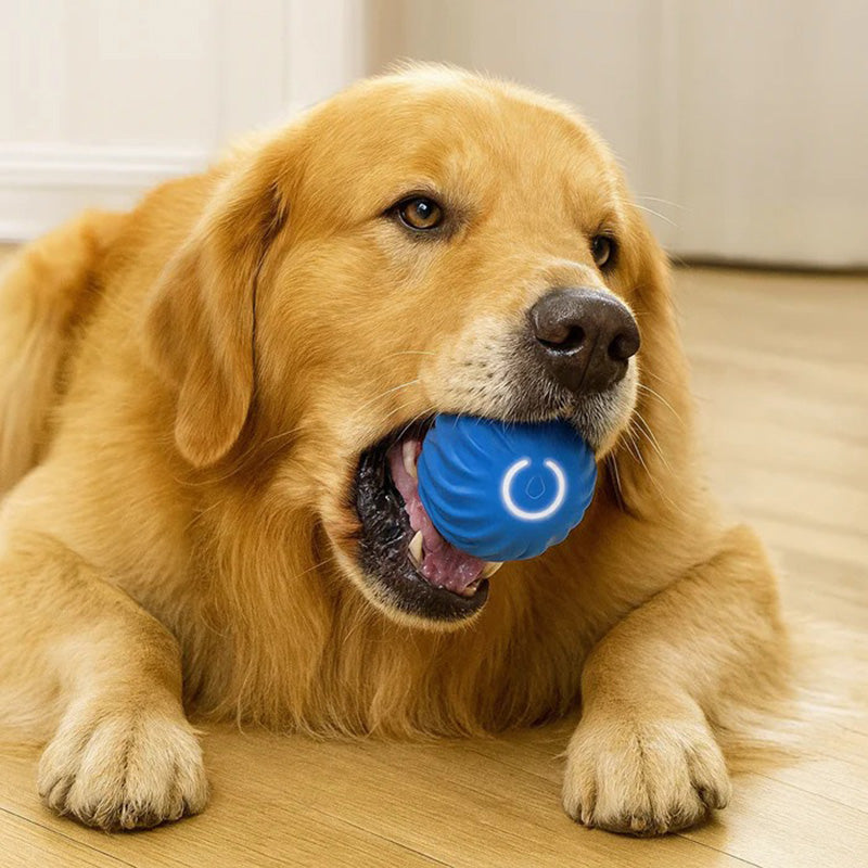 Close-up of a blue glowing interactive pet ball for dogs and cats. Motion-activated dog toy.