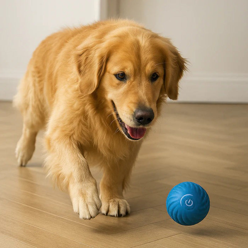 A dog playfully chasing a glowing, jumping interactive pet ball. Fun rechargeable dog toy.