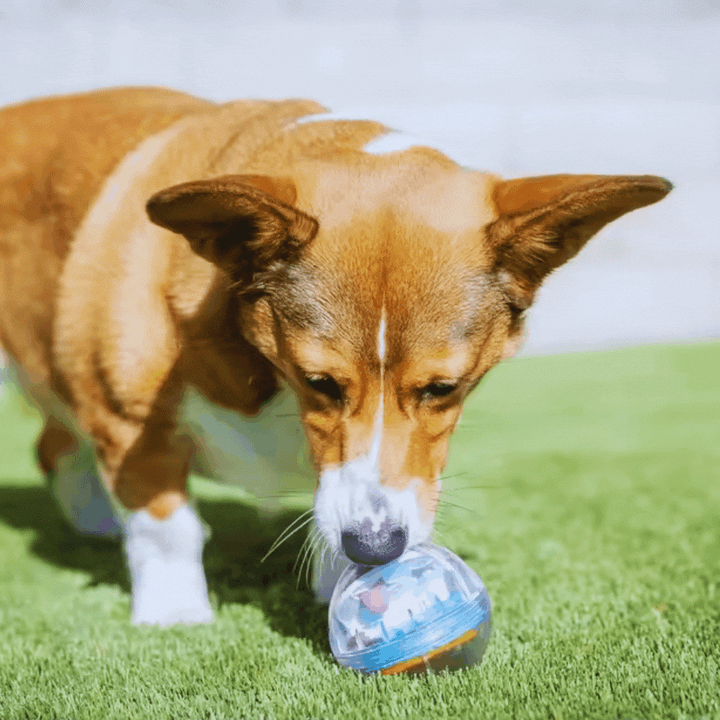Interactive pet food dispenser ball for dogs, promoting slow feeding and mental stimulation