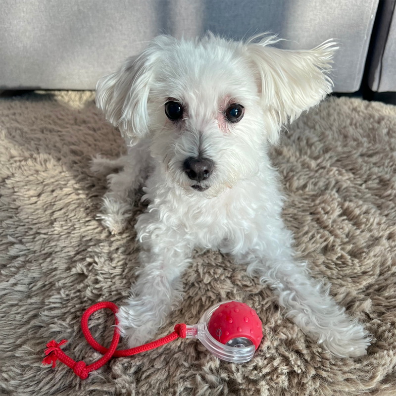 Small puppy playfully batting at a compact interactive rolling pet toy on a carpet.