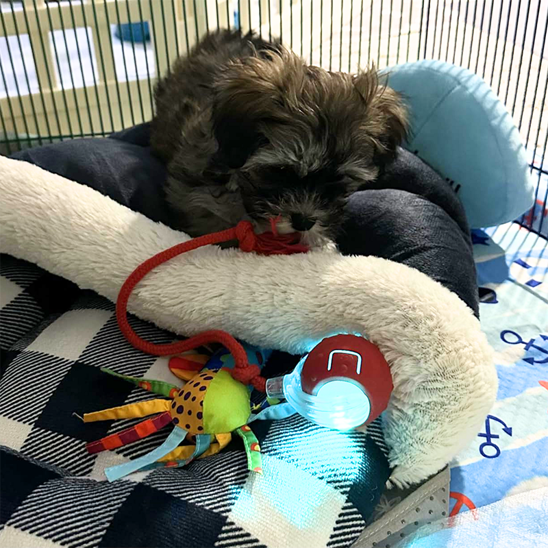 A dog investigating a yellow rolling pet toy, highlighting its appealing design for canine fun.