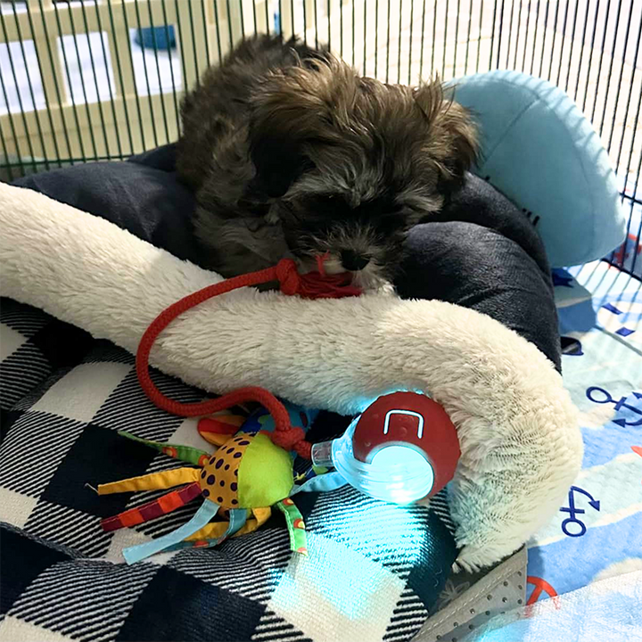 A dog investigating a yellow rolling pet toy, highlighting its appealing design for canine fun.