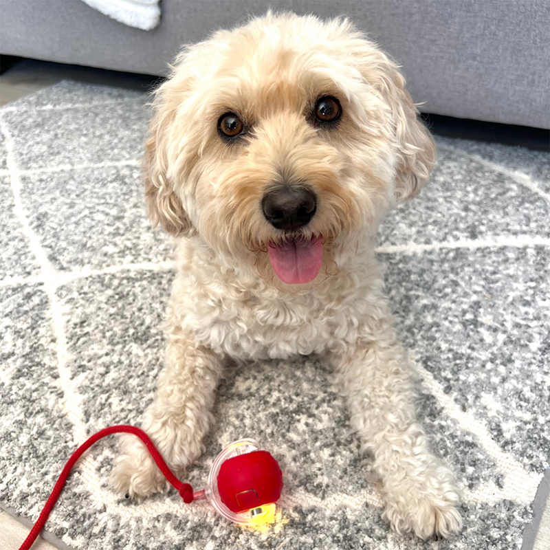 Pet toy in motion, a blurred image conveying the speed and interactive nature for pets.